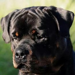 Rottweilers from Geri Bidgood