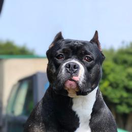 Katana - American Bully
