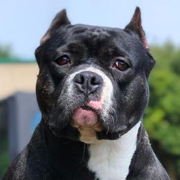 Katana - American Bully