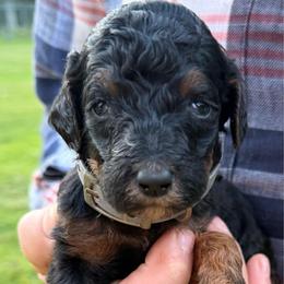 Milky Way - Phantom female Poodle puppy in St. Johnsbury, Vermont from Poodles of the Northern Woods