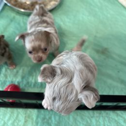 Chihuahua Puppies from Palmetto Paws Chihuahuas
