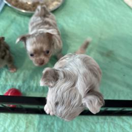 Chihuahua Puppies from Palmetto Paws Chihuahuas
