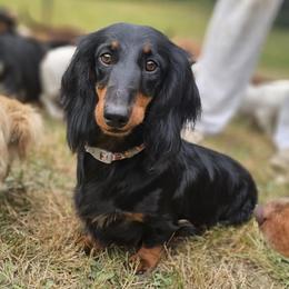 Mia - Dachshund