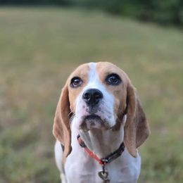Red Girl - Black tan and white female Beagle puppy in Lakewood, Colorado from StillCreek