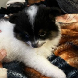 Sophia - Black parti female Pomeranian puppy in Bellmore, New York from Alyce’s Angels