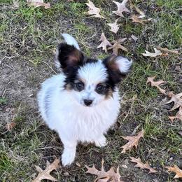Toby - White black and tan male Papillon puppy in Howe, Oklahoma from Southern Sweet Papillons