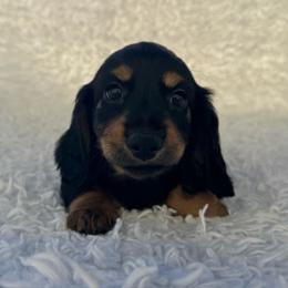 AKC Betty - Black and tan female Dachshund puppy in Colbert, Oklahoma from Brooke Crenshaw