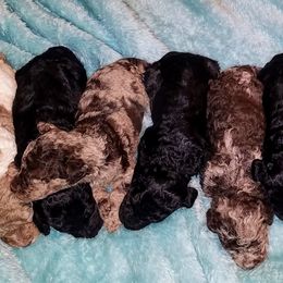 Goldendoodle Puppies from Sassy Doodles of Tennessee