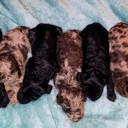 Goldendoodle Puppies from Sassy Doodles of Tennessee
