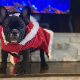 Boy 3 - French Bulldog puppy from Big Daddy Frenchies