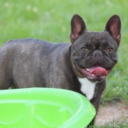 Bulldogs and French Bulldogs from Holler’s Inn