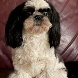 Novi - Shih Tzu