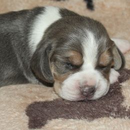 Reno Sacramento Vincent - Blue tan and white male Beagle puppy in Spring Creek, Nevada from Badland Kennel