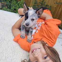 Australian Cattle Dog Puppies from North Woods ACD’s