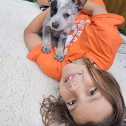 Australian Cattle Dog Puppies from North Woods ACD’s