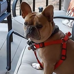 French Bulldogs from Creekside French Bulldogs