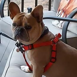 French Bulldogs from Creekside French Bulldogs