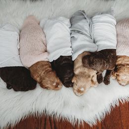 Australian Labradoodle, Double Doodle, Goldendoodle, and Labradoodle Puppies from Lake Mountain Doodle