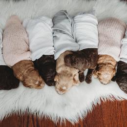Australian Labradoodle, Double Doodle, Goldendoodle, and Labradoodle Puppies from Lake Mountain Doodle