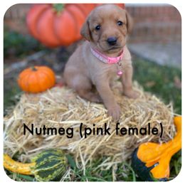 Labrador Retriever Puppies from Spring Water Labs of the Carolinas