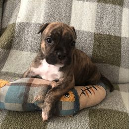 Conrad - Red male American Staffordshire Terrier puppy in Byron, Georgia from Lelani