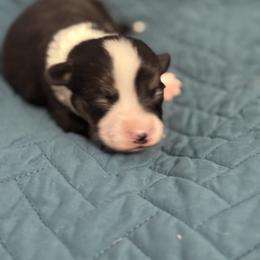 Pink - Black and tan female Pembroke Welsh Corgi puppy in Early, Texas from Mitchell Corgis