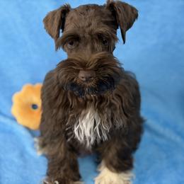 Astro - Black male Miniature Schnauzer puppy in Palm Coast, Florida from Fiesta Pups