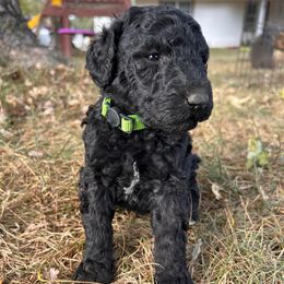 Green - Black male Poodle puppy in Marshfield, Missouri from Gerth Farms