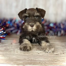 Poppy - female Miniature Schnauzer puppy in Weston, Idaho from Silver Sage Schnauzers