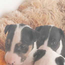 Bull Terrier Puppies from Rockbuster Bull Terriers