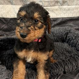 Hattie (maroon) - Black and tan female Airedale Terrier puppy in Akron, Ohio from Green Family Companion Kennel, LLC