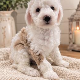 Sawyer - Apricot male Aussiedoodle puppy in Byron, Georgia from Southern Olive Doodles 🫒