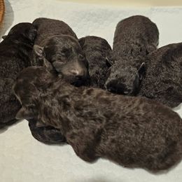 Mudi puppies from Marvelous Mudis