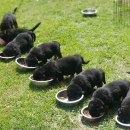 Rottweiler Puppies from VhDoggMeier Rottweilers