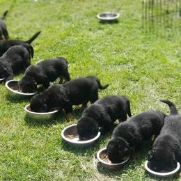 Rottweiler Puppies from VhDoggMeier Rottweilers