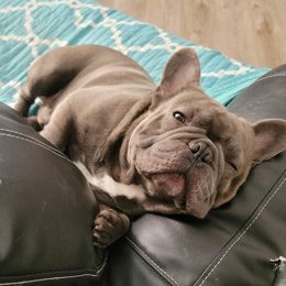 French Bulldogs from MercedesMeza
