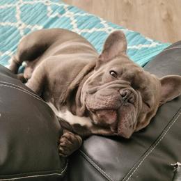 French Bulldogs from MercedesMeza