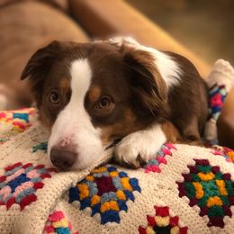 Ladybug - Australian Shepherd