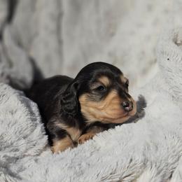 Cedar - Black and cream male Dachshund puppy in Pasco, Washington from Loyal Lil Dachshunds