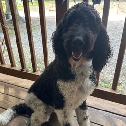 Labradoodle puppies from Doodling Around