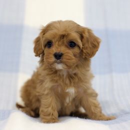 Silk - Red female Cavapoo puppy in Queen Creek, Arizona from Dulcito Doodles