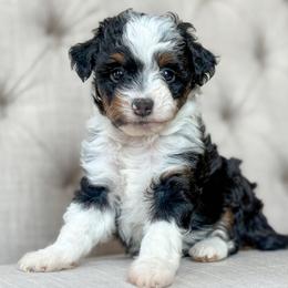Backpack 🎒 - Black tri-color female Aussiedoodle puppy in Granbury, Texas from Triple Cross Doodles