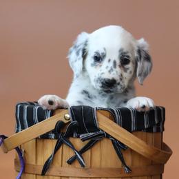 Purple Girl - White and black female Dalmatian puppy in Cottage Grove, Oregon from Hidden Hills Dalmatians