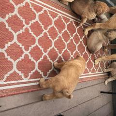 Chesapeake Bay Retriever Puppies from Bay Haven Chesapeakes