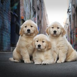 Golden Retriever Puppies from DoubleTake Goldens