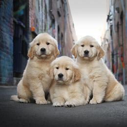 Golden Retriever Puppies from DoubleTake Goldens