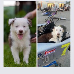 Border Collie All Grown Up from Dual Traxx Border Collies