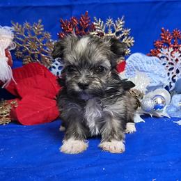 Cupid - Gold sable male Havanese puppy in Vinita, Oklahoma from Locust Creek Shih Tzu & Havanese