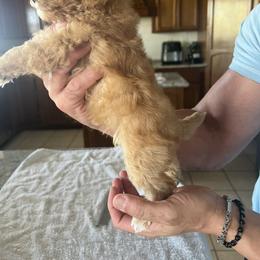 Poodle Puppies from ItalianToyPoodles