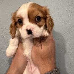 Girl 1 - Blenheim female Cavalier King Charles Spaniel puppy in Edmond, Oklahoma from Little Acorn: Cavalier & Bernese